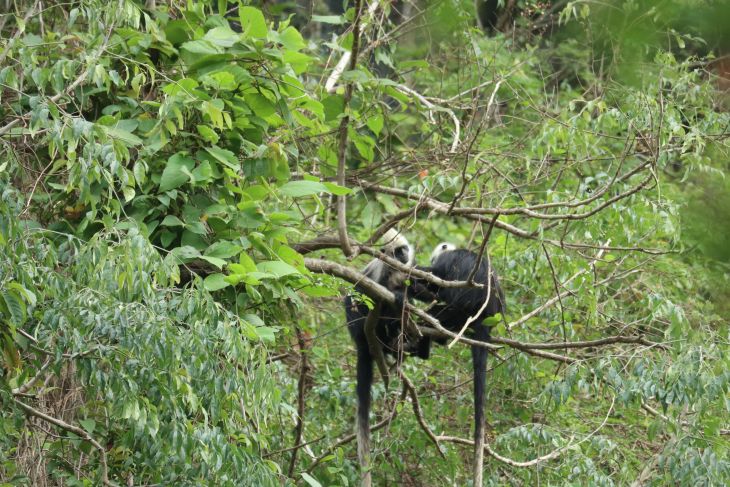 Huawei sediakan AI pantau konservasi lutung kepala putih di Guangxi