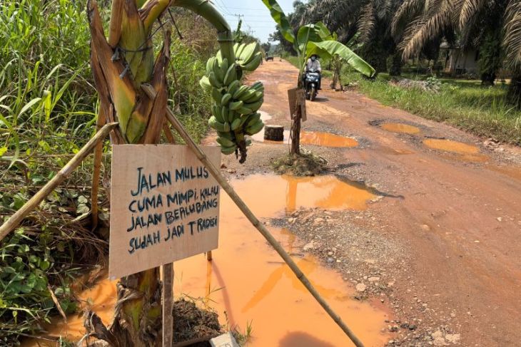 Warga Talang Belido Kabupaten Muaro Jambi tanam pohon pisang di jalan berlobang sebagai bentuk protes