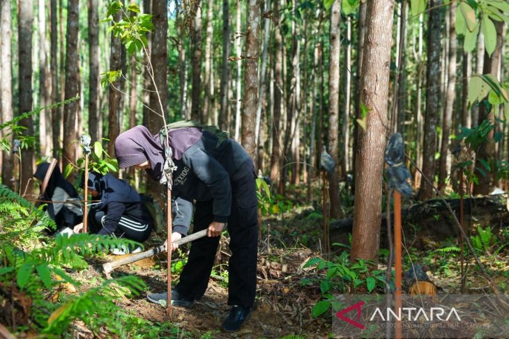 Otorita IKN gencarkan penghijauan kawasan