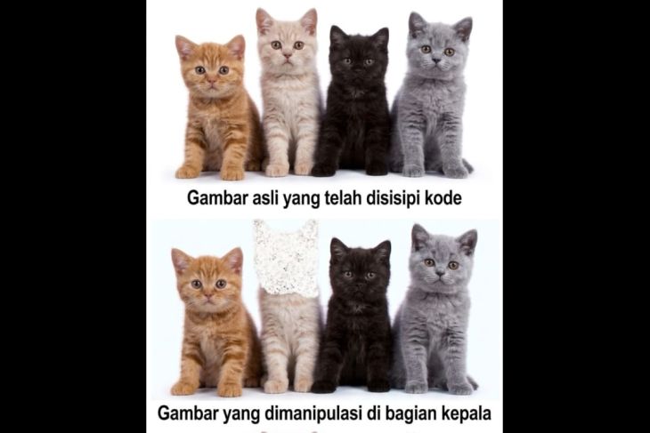 Peneliti Unej kembangkan metode deteksi pemalsuan gambar digital