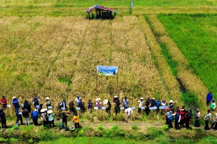 50 persen beras dari Kukar, buktikan penghasil lumbung pangan Kaltim