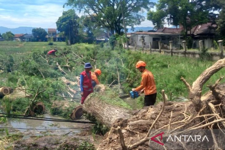 BPBD Cianjur mencatat pohon tumbang terjadi di lima desa di Haurwangi