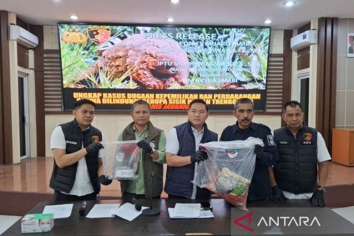 Polres Muaro  Jambi tangkap pelaku dan sita 4,7 kg sisik trenggiling