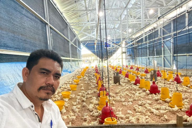 Peternak ayam lokal di Belitung resah adanya ekspansi kemitraan perusahaan besar