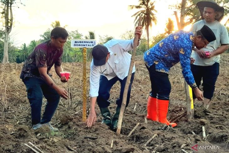 Gorontalo perkuat status lumbung jagung nasional jelang Penas XVII