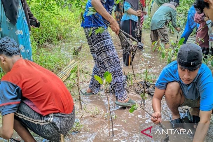 Mahasiswa UM Kalianda tanam 500 bibit mangrove di pesisir pantai Pulau Sebuku