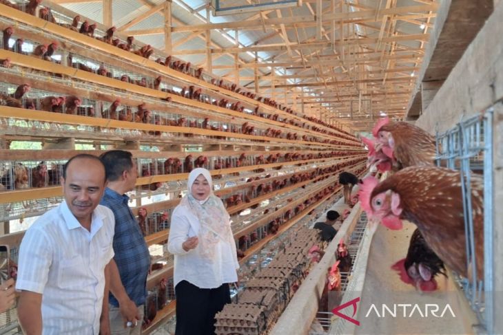 UPTD Disnak Aceh dorong peternakan ayam petelur Aceh Tamiang jadi percontohan