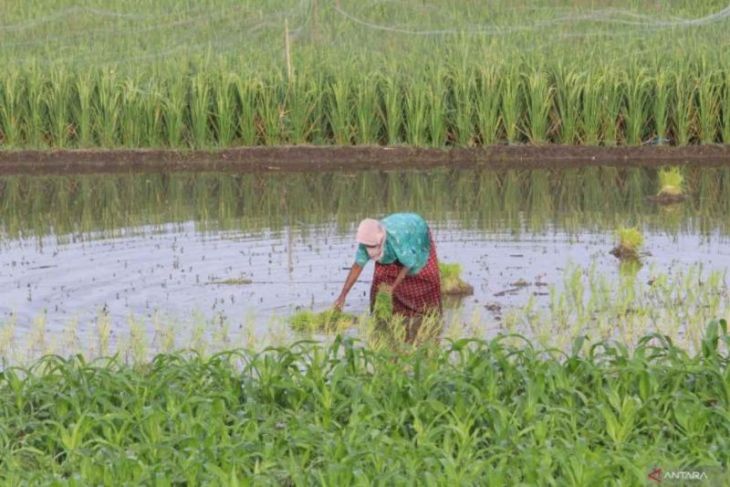 Pemkot Kediri ungkap panas ekstrem tak ganggu produksi pertanian