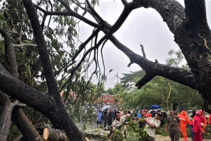 BPBD Madiun tangani pohon tumbang di 10 titik dampak cuaca ekstrem