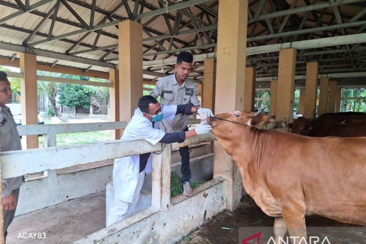 Ini jumlah hewan untuk ibadah kurban di Aceh Jaya