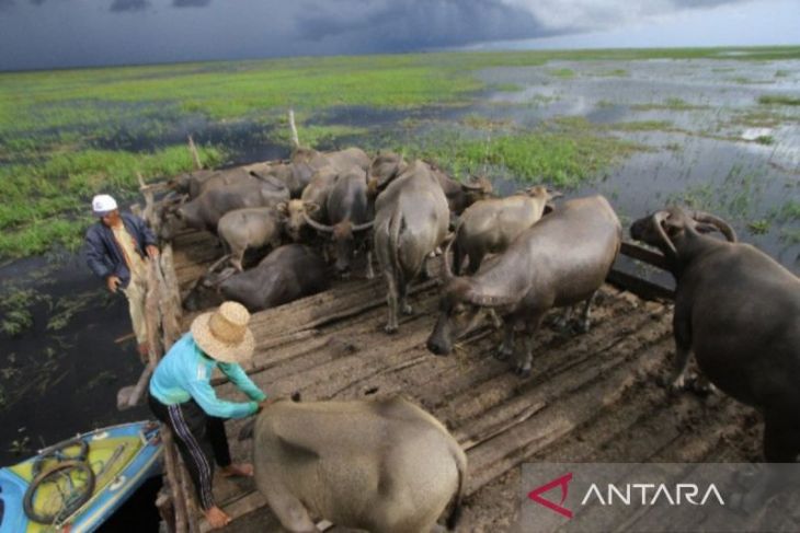 Dewan dukung peternakan kerbau rawa Kuripan agar tak punah