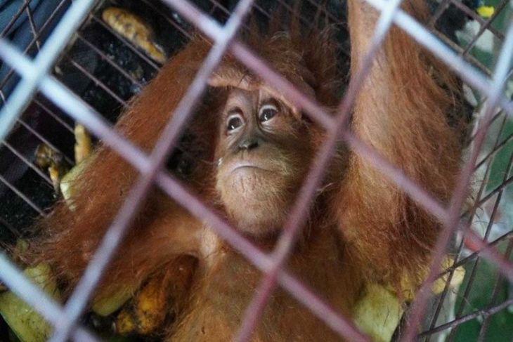 Cegah peredaran satwa dilindungi, Ini yang dilakukan Bea Cukai Langsa