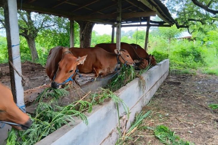 Distan Bali tegaskan kuota pengiriman sapi sudah dihitung