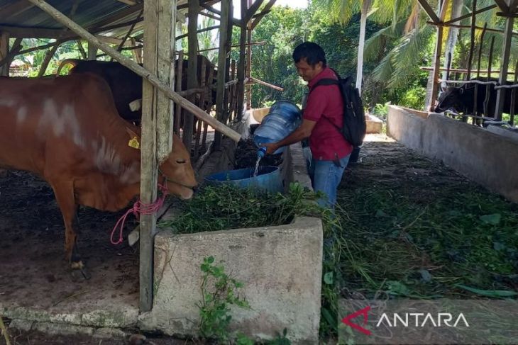 Bangka Barat pastikan stok ternak kurban mencukupi