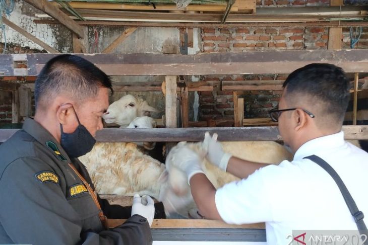 Disnakkan Situbondo periksa kesehatan hewan kurban asal luar daerah
