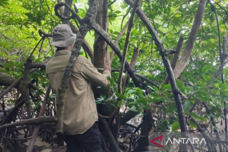 BRIN tekankan pelindungan populasi mangrove langka di Teluk Balikpapan