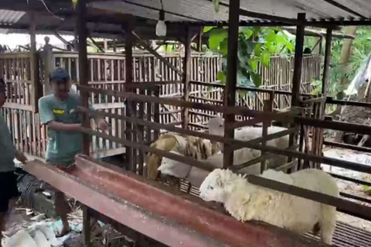 Peternak manfaatkan medsos untuk dongkrak penjualan jelang Idul Adha