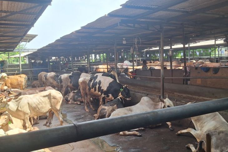 Seluruh hewan kurban di Depok dinyatakan sehat dan layak disembelih