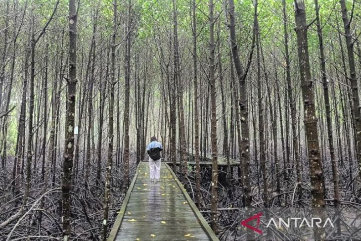 Dispar Kaltim angkat pesona wisata berbasis konservasi mangrove
