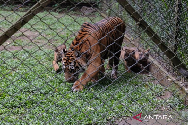 Taman Safari Prigen perkenalkan empat anak harimau sumatra