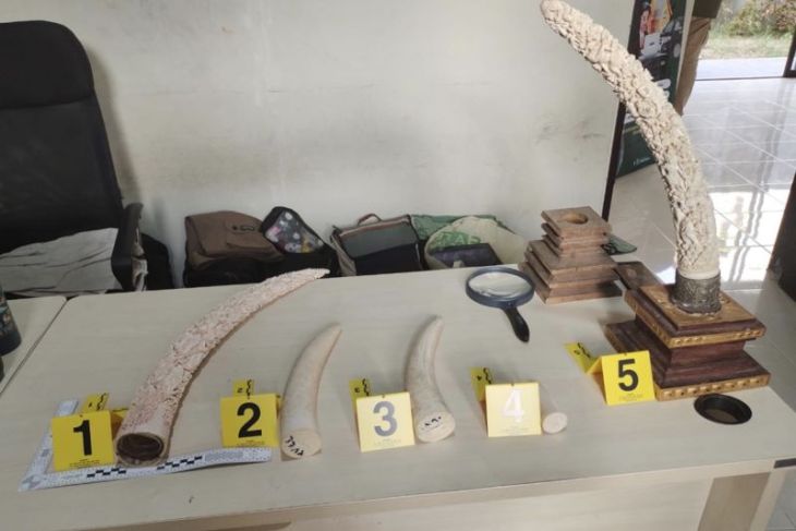 Tim patroli siber Kemenhut ungkap perdagangan gading gajah di Bali