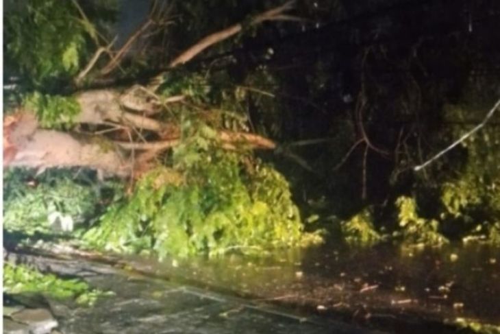 Perlu peremajaan pohon di jalan lintas Medan - Stabat
