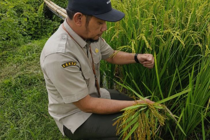 BRMP rouguing generatif I produksi benih sumber padi di Aceh Jaya