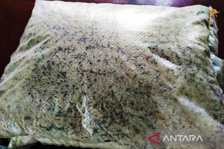 Dinsos Aceh Barat sortir beras bantuan yang rusak dan berkutu