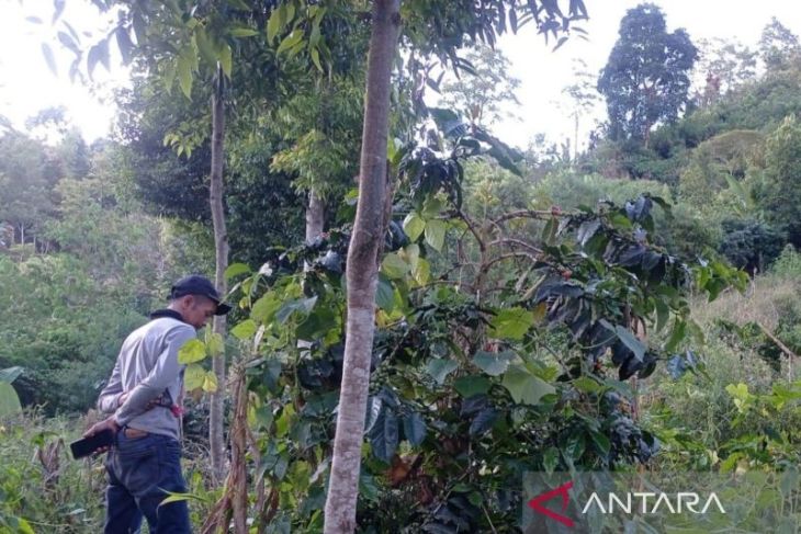 BBTNKS turunkan tim untuk dalami laporan kemunculan harimau di Kerinci