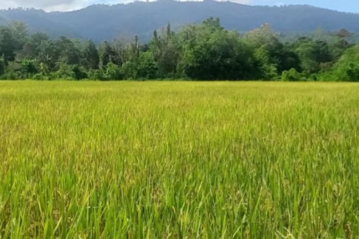 BBRMP Maluku monitoring memastikan produksi benih padi sawah di Waimital- SBB