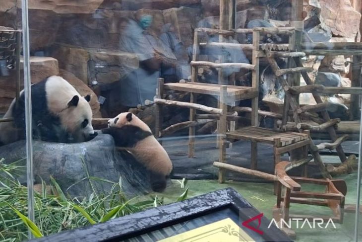 Baby giant panda bernama Rio tampil perdana ke publik di Taman Safari Bogor