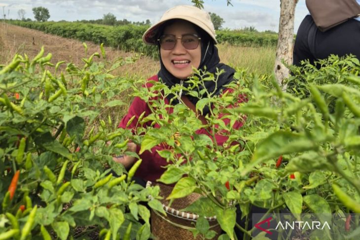 Harga Cabai Hiyung Tapin naik, pasokan pasar masih minim