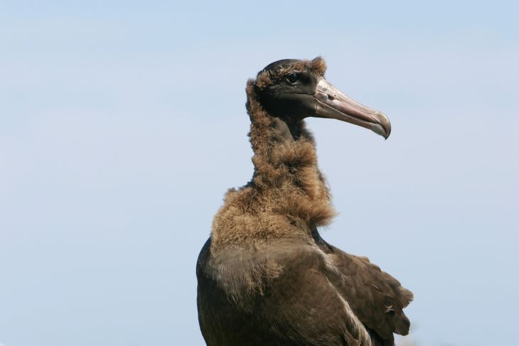 Sempat dinyatakan punah, jumlah albatros langka di Jepang terus bertambah