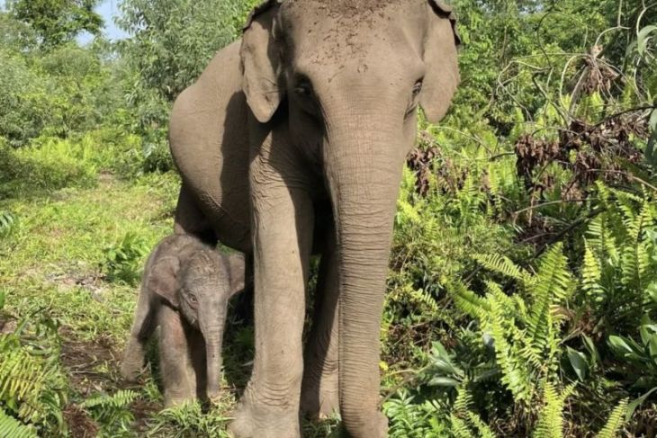 TN Tesso Nilo umumkan kelahiran anak gajah
