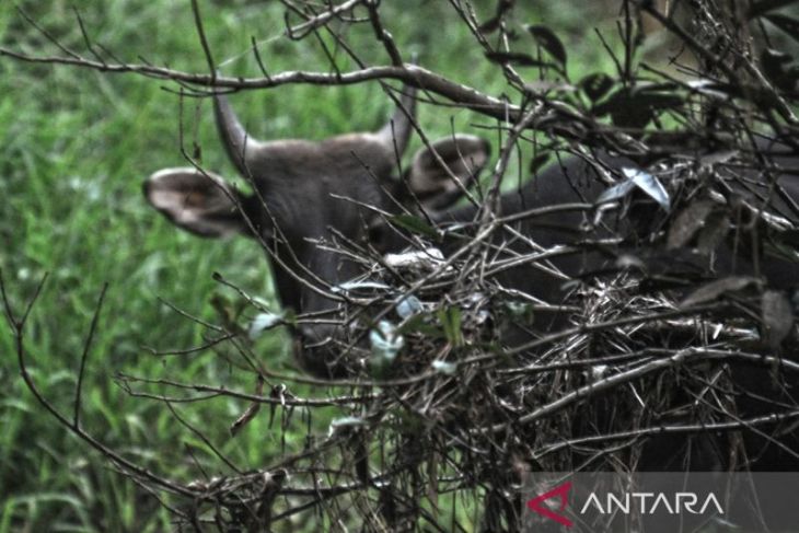 Taman Nasional Kutai jadi wadah pelestarian 324 spesies fauna