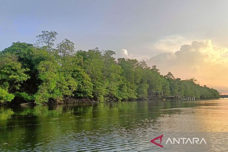 Kaltim perkuat pengelolaan dan perlindungan mangrove demi ketahanan iklim