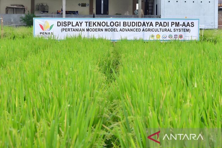 Budidaya padi produktivitas tinggi bakal dipamerkan di PENAS XVII