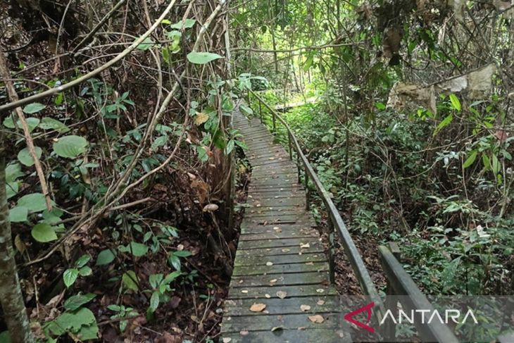 Menjelajah Taman Nasional Kutai,  orangutan hingga Goa Sampemarta