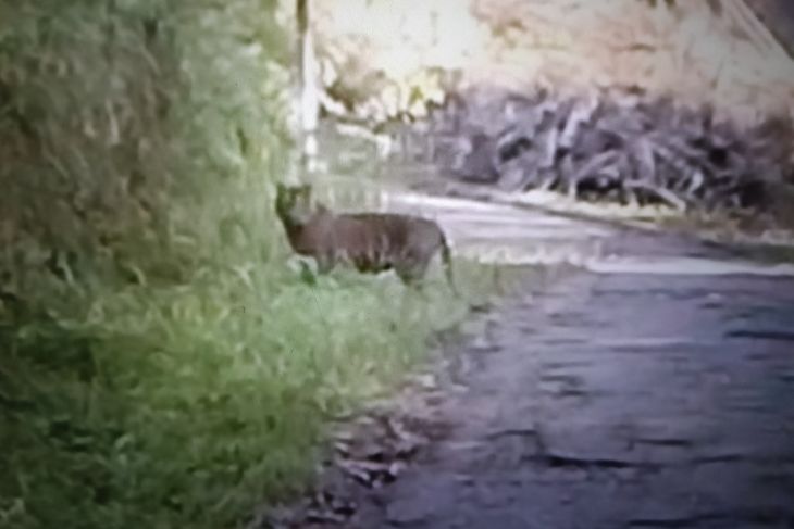 BKSDA Sumbar turunkan petugas tangani kemunculan harimau di Agam