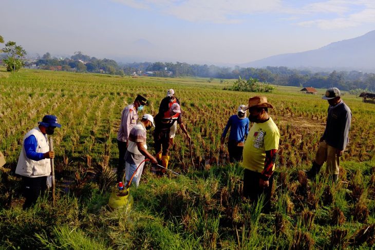 Garut gencarkan pengendalian serangan hama tikus