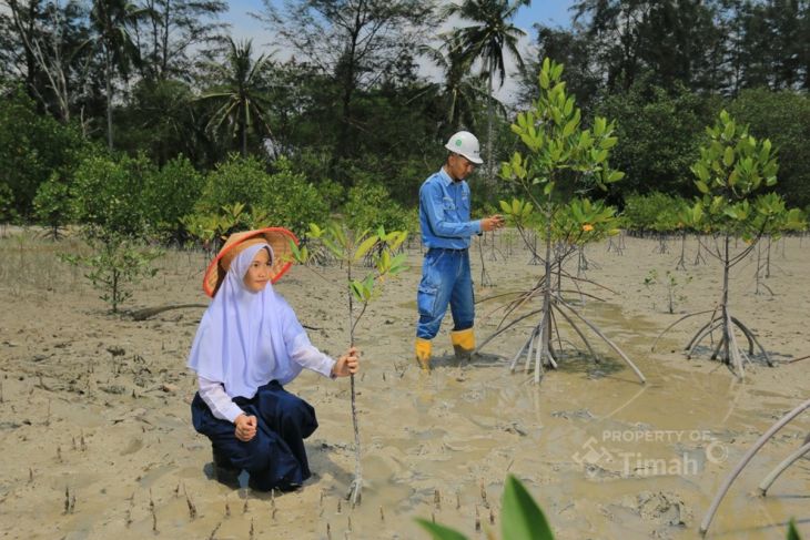 PT Timah tanam ribuan mangrove dukung "Net Zero Emissions" 2060