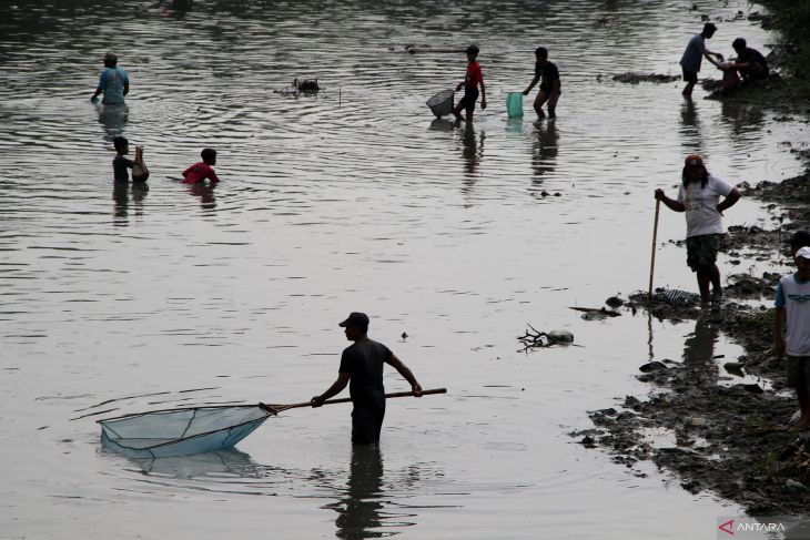 Fenomena ikan mengapung di Jombang