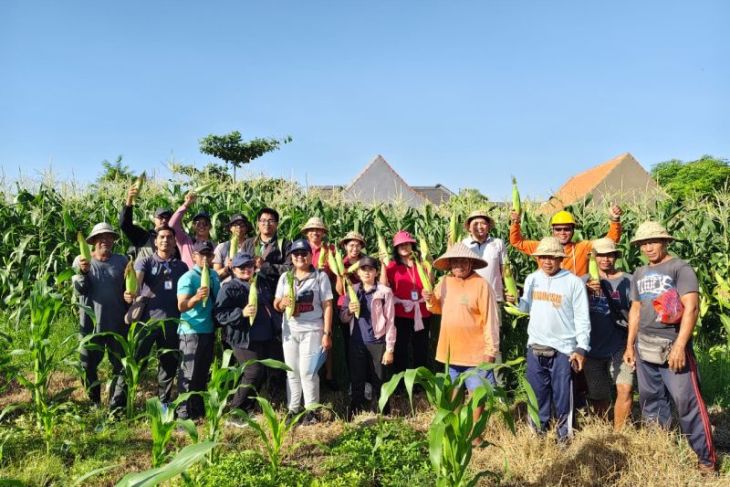 Pemkot garap lahan tidur hasilkan jagung Golden Boy