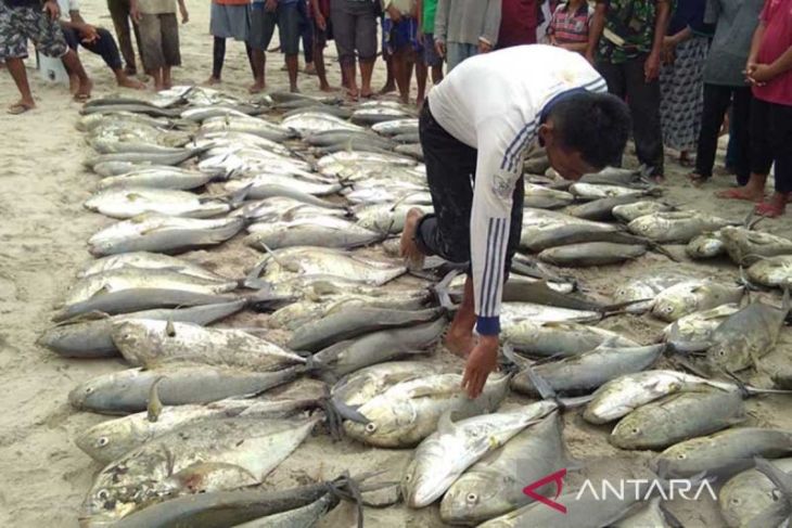 DKP Simeulue kembangkan budi daya perikanan modern untuk nelayan