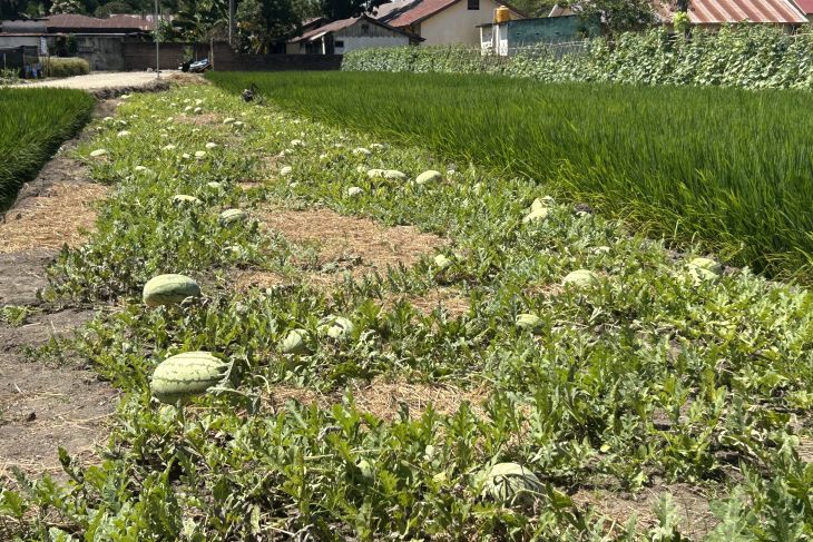 Pemkab Boalemo: Hilirisasi hasil pertanian dongkrak pendapatan petani