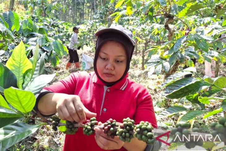 BUMD Kahyangan terapkan budidaya monokultur untuk tingkatkan produksi