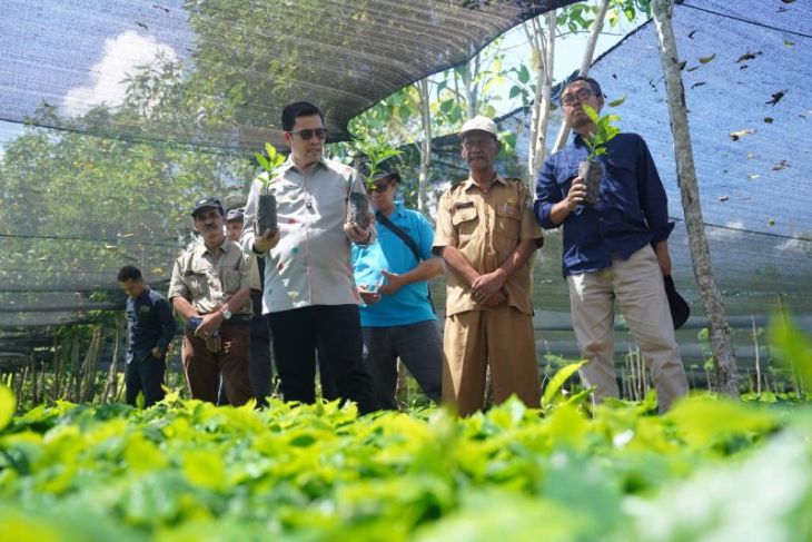 Kementan produksi 4 juta bibit Arabica Gayo 3 di Takengon