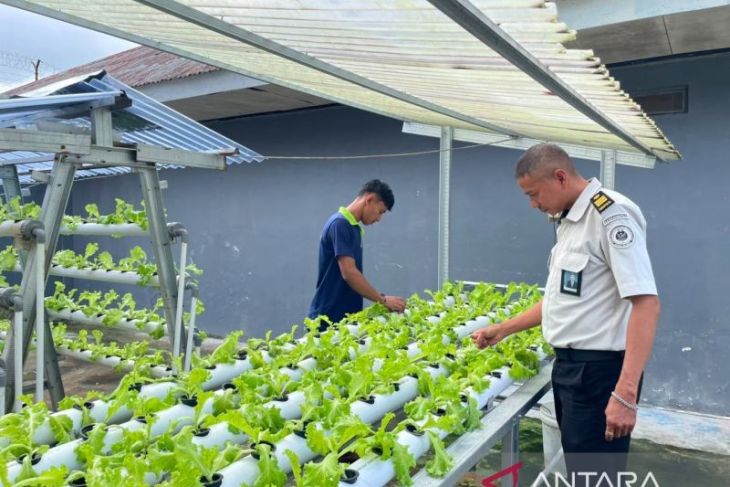 Rutan Ambon beri pembinaan hortikultura bagi warga binaan lewat budidaya tanaman selada