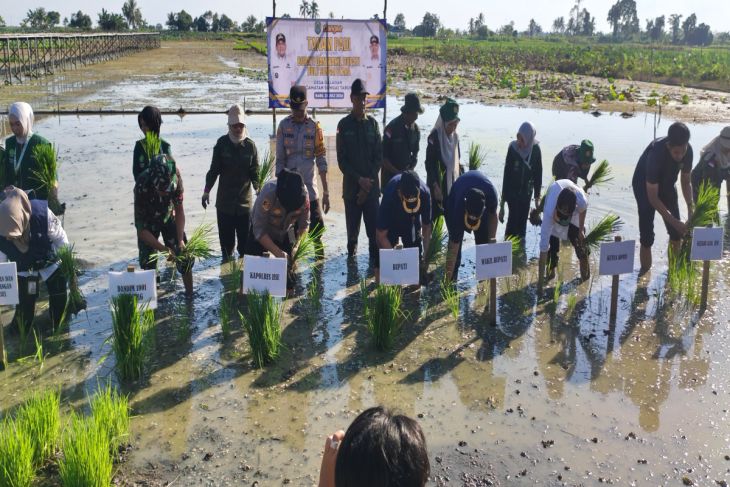 Lahan tanam padi perdana Desa Galagah dinilai sangat potensial