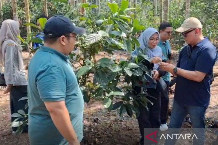 PLN Indonesia Power dorong kopi liberika Betara naik kelas, hadirkan sekolah lapang untuk perkuat daya saing petani